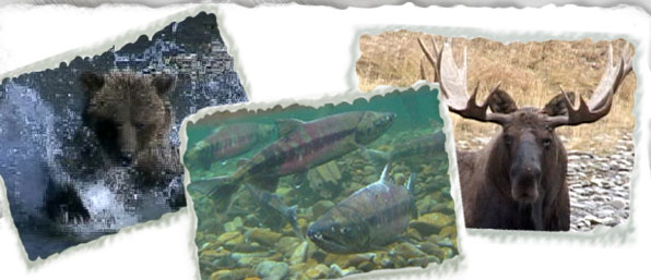 Grizzly Bear Chum Moose