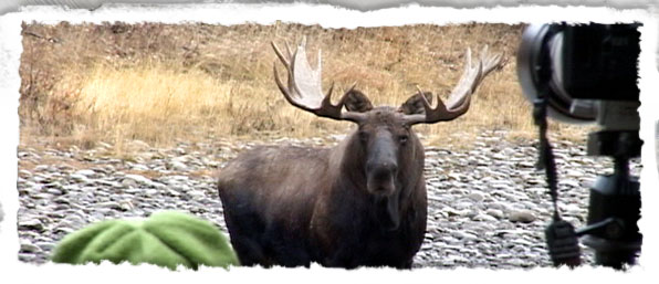 Moose Photo